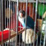 Choko el porni