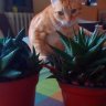 Gardenkiller