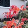 Ge.garden