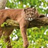 Puma8