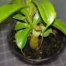 Andromedacosmica