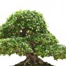 naturanoe