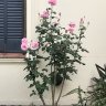 PaulaFlorencia
