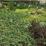jardin sustentable