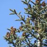 AbetoDouglas_Murcia