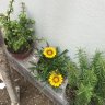 Jardinera.teq