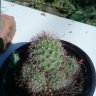 Mr. Cactacea
