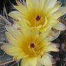 Flor_A1205