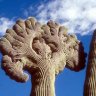 cactus_photos2000