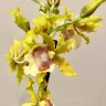 OrchidsBCN