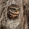 Athene.noctua