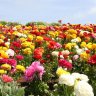 tnnursery