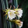 Criscactus