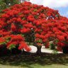 Delonixregia9