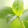 AeroGarden Spain