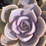 Perle Von Nürnberg