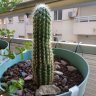 MrCactus
