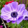 Belle Jasmin