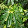 greenfever
