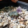 EduardoPeyote