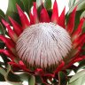VIvero Entre plantas