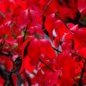 Euonymus