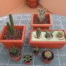 Cactusina