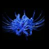 BlueSpiderLily