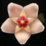Rosaperant