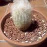 anarcactus