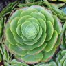 Succulent Passion