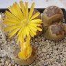 canarylithops73