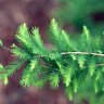 taxodium87