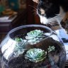 SucculentLover