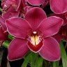orquideas10