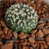 CactusNorth