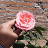 Garden_Keeper