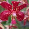 anaglaria