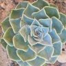 Vida Suculenta