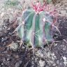 opuntia maxima