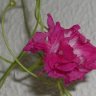 Mylilium