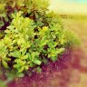 Ecopril