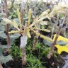 Balanotrees