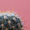 MiguelCactus