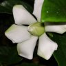 SilviaCham