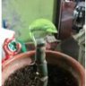 La_Monstera_de_Kike