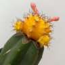 AnaGraciela