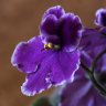 violetaafricana