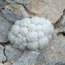GeoCactus