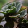 mara plantas